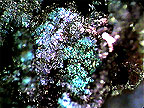 A photo of the mineral chalcocite