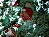 A photo of the mineral cuprite