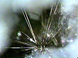 A photo of the mineral millerite