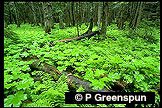 image of ferns